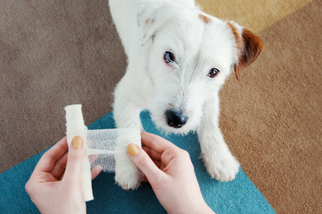 Das Einmaleins der Ersten Hilfe So helfen Sie Ihrem Hund!